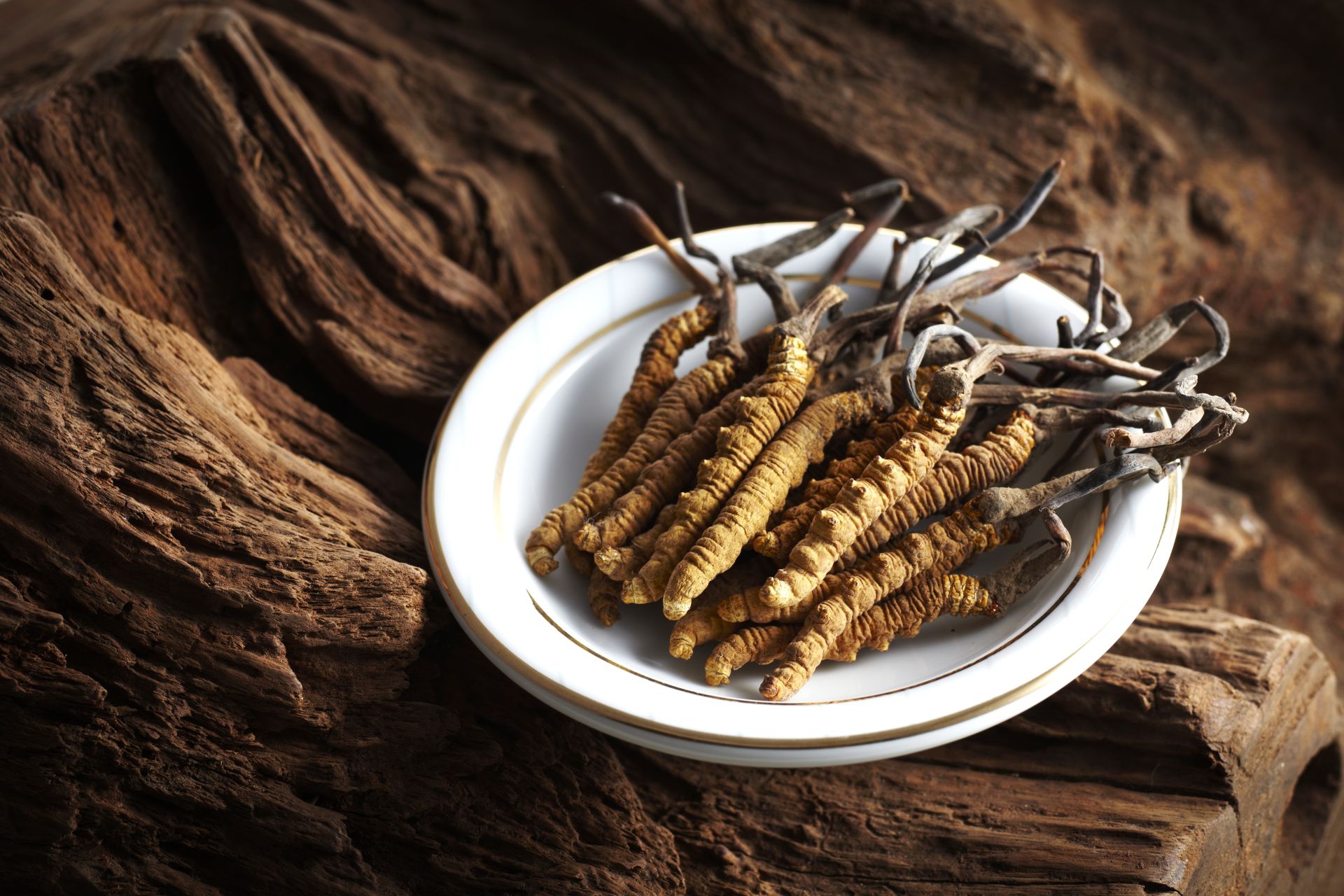 Cordyceps sinensis – grzyb witalny o wyjątkowych właściwościach